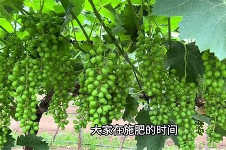 葡萄生根肥用什么好