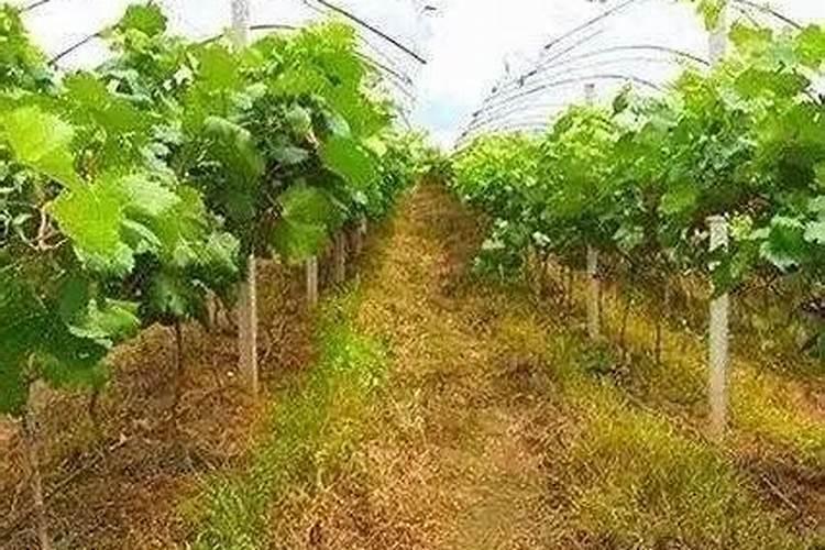 葡萄树使用什么肥料能长根