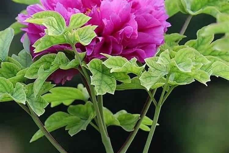 牡丹怎么施肥怎么防虫