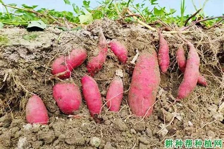 红薯用什么肥料才能高产