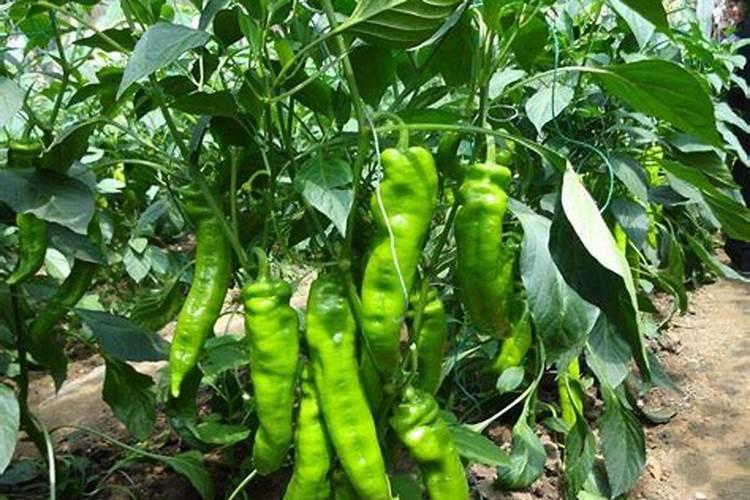 油菜开春后需不需要施肥