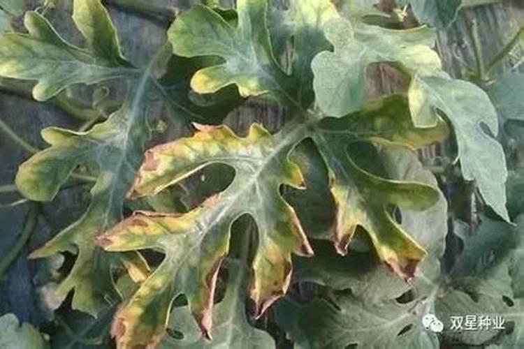 草莓施肥用什么肥料