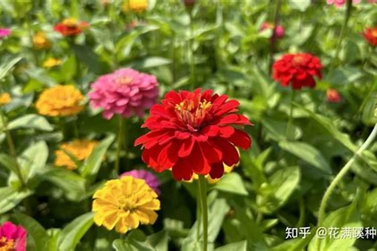 百日草的养殖方法和注意事项,充足光照幼苗期摘心