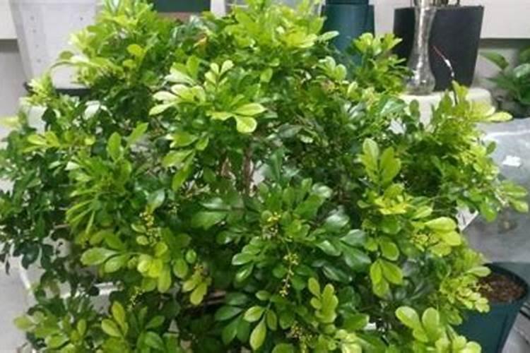 米兰出现叶斑问题怎么办？