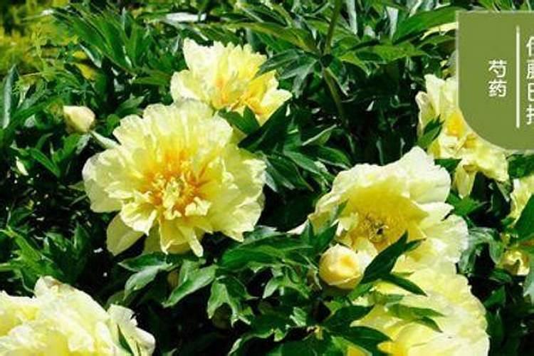 芍药花怎样施肥