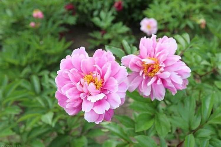 芍药春天种植可以吗(有关芍药的养殖要点)