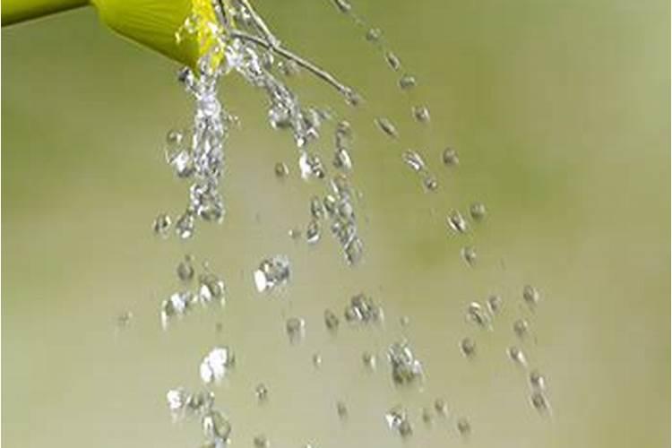 玉米喷施叶面肥最佳时期