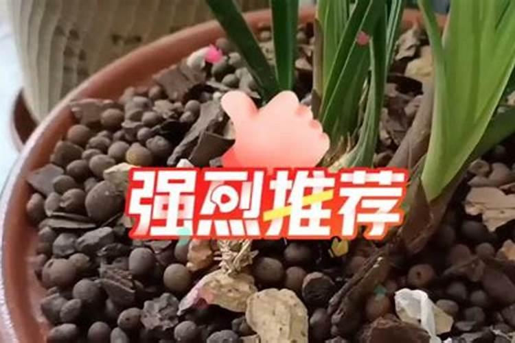球兰的养殖方法 球兰怎么养才能开花