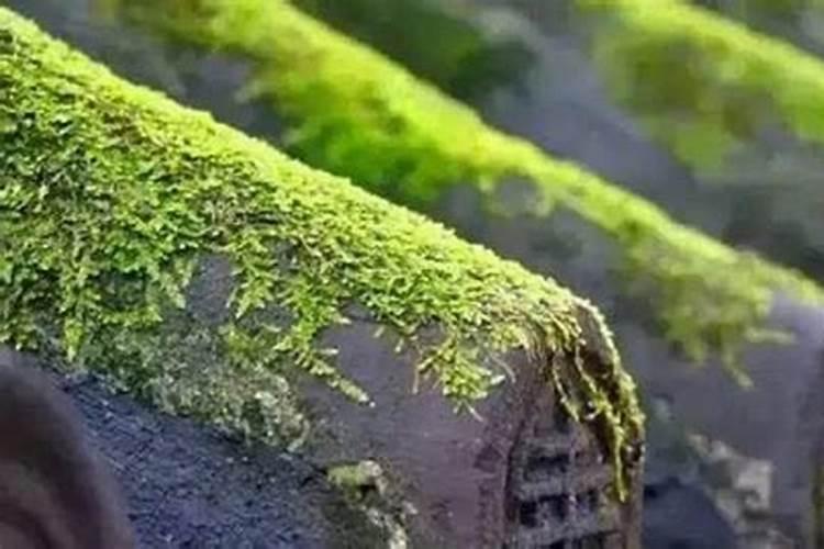 苔藓怎么养才能绿