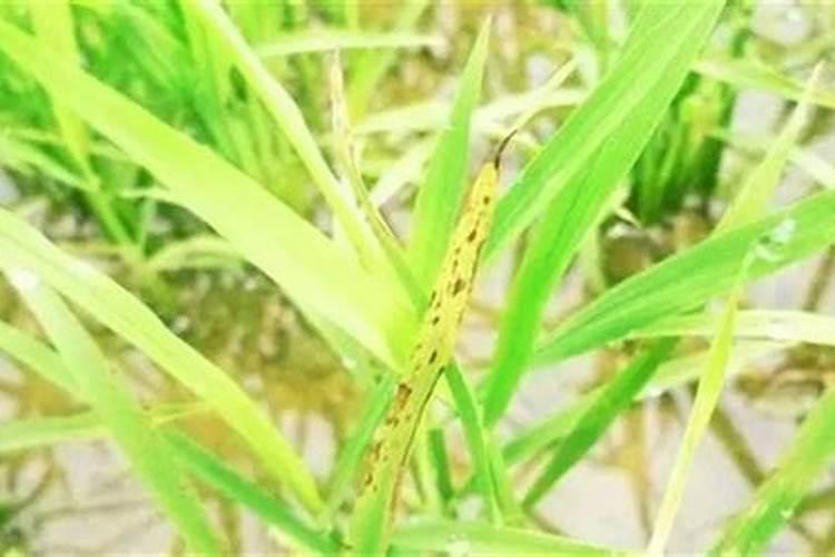 乙螨唑可以与叶面肥代森锰锌苯醚甲环唑混配吗？