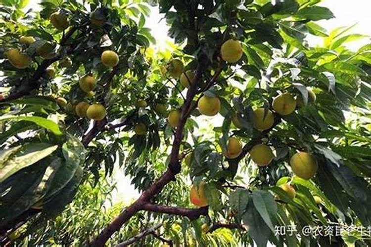 桃子高产有什么施肥方法桃树管理方法？