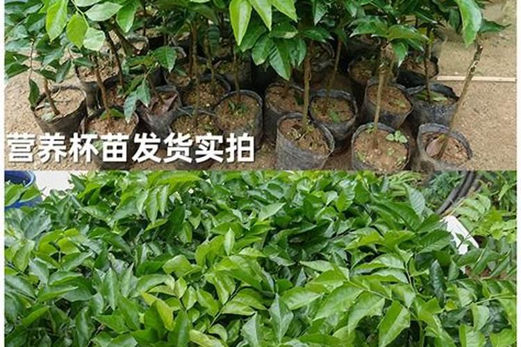 火龙果怎样才会结果