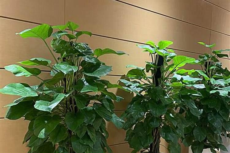 绿叶植物用什么肥料