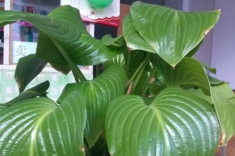 绿叶植物用什么肥料