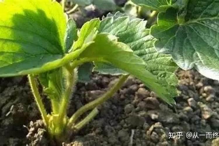 草莓膨果期用什么肥
