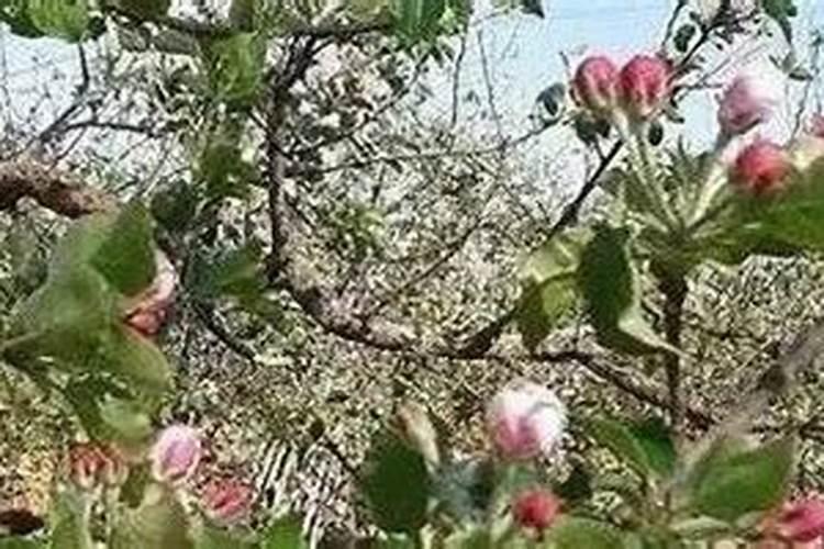 杏树落花后打什么药