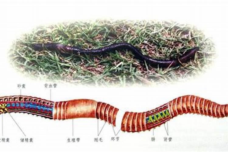 铵态氮肥的简易鉴别方法