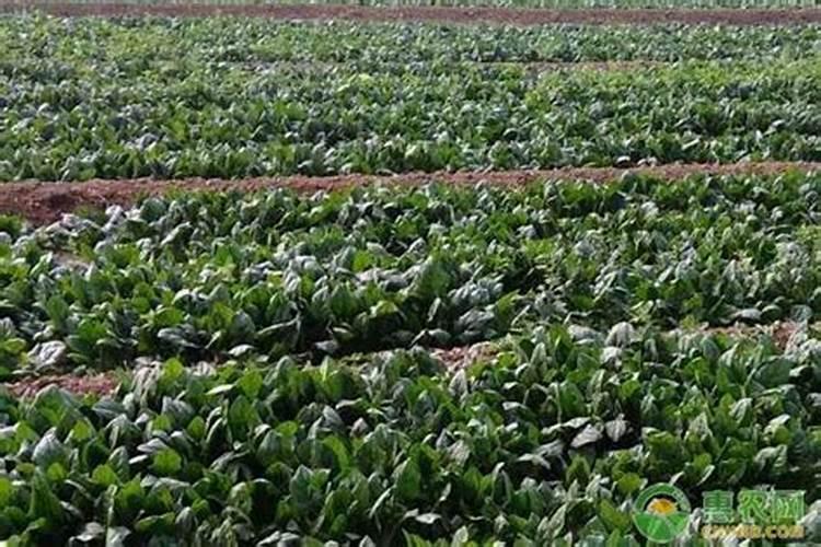 菠菜高产栽培技术,来看看