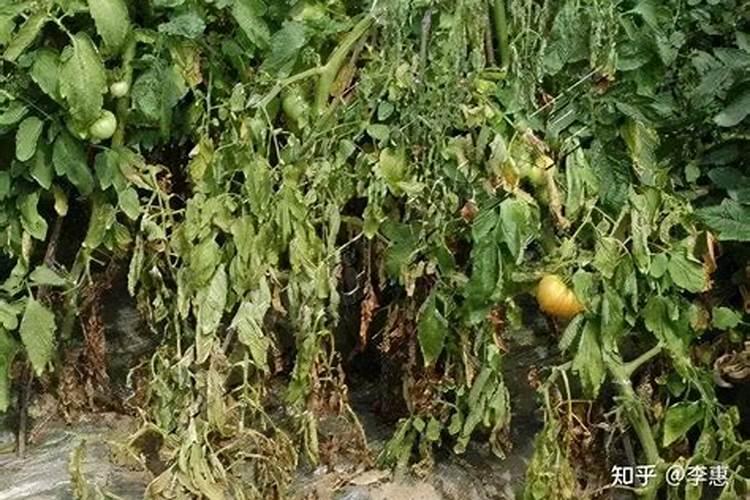 为什么施肥过多植物会枯死(肥料放多了花有点枯萎了怎么拯救)