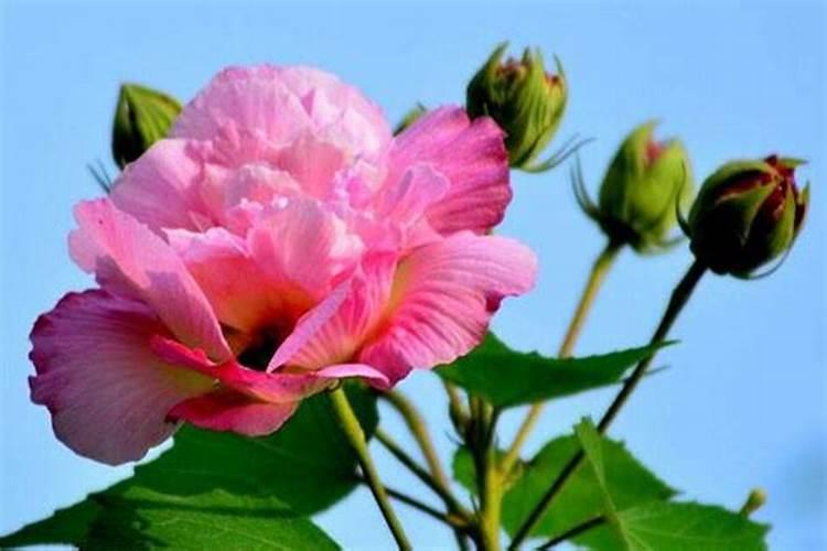 芙蓉花浇什么肥料合适