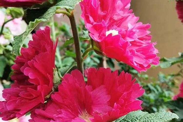 芙蓉花开花期的时候用什么肥好