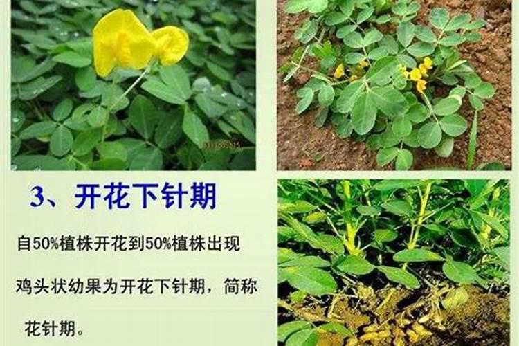 花生怎么施肥