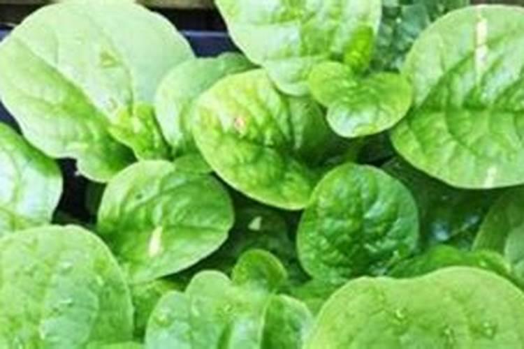 快菜208白菜包不包心？