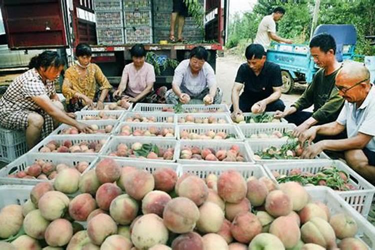 桃树用什么肥料桃子甜施肥注意事项有哪些