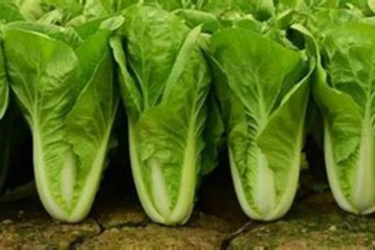 快菜要浇什么肥料
