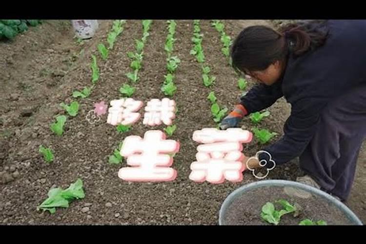 快菜夏天可以种吗
