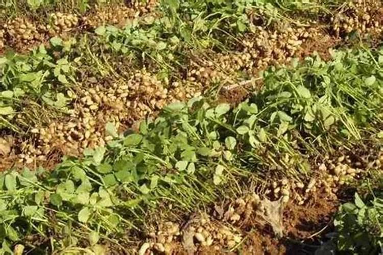 种植花生怎么施肥