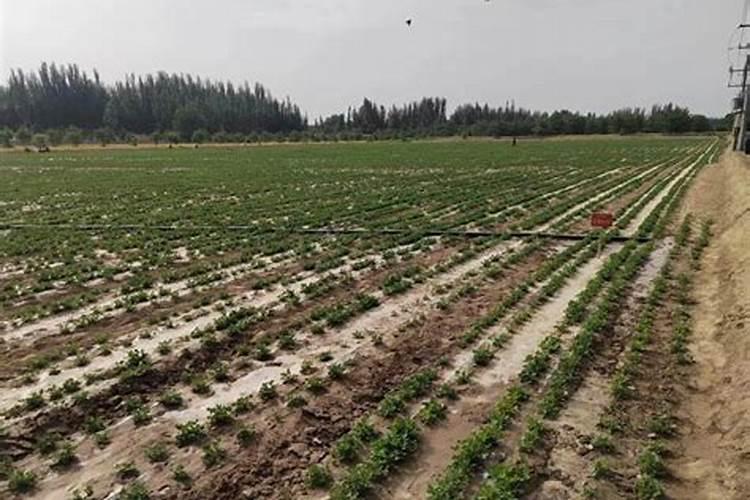 种花生一般几天一浇水 施什么肥比较好