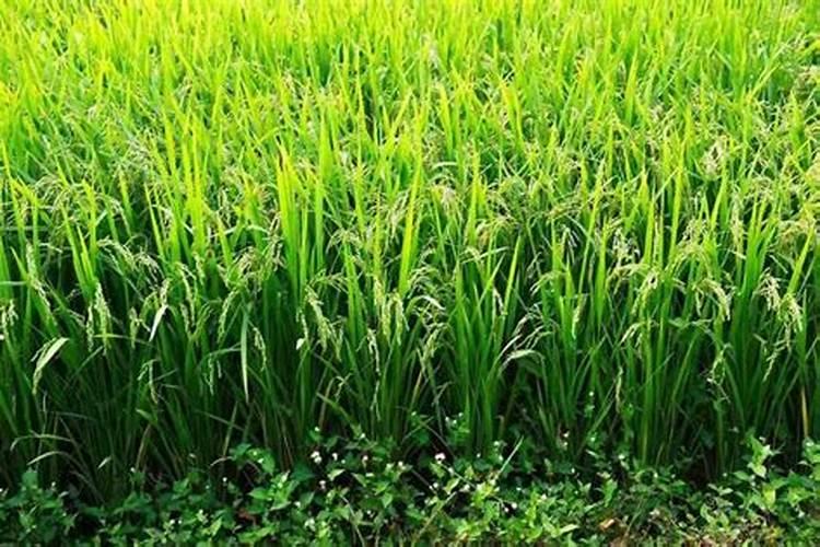 99%纯锌肥水稻田正常用量多b高纯银肥水稻秧苗移裁田正常用量,中毒怎么...