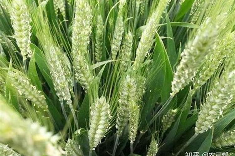 小麦灌浆期打什么叶面肥