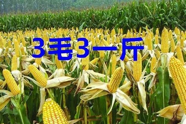 玉米水溶肥的使用方法