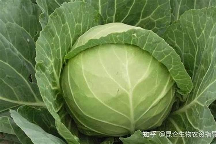 甘蓝用什么肥包心快