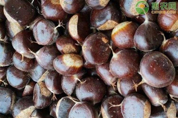 栗子皮做养花肥料可以不