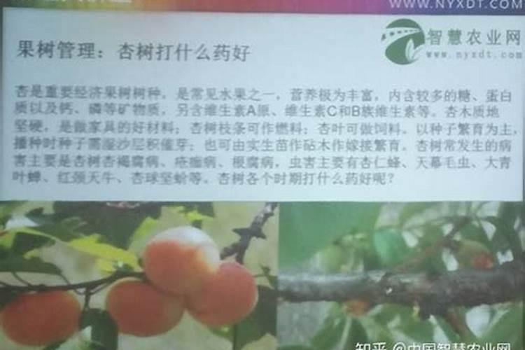 我有棵杏树已经结果了现在可以打点农药但是不知道打什么农药好请...