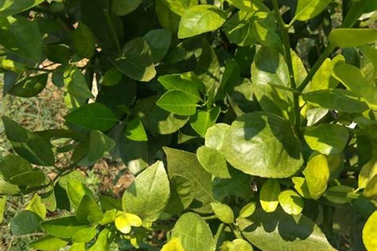 月季花夏季施什么肥好