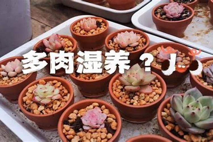 MAG液体钙有用吗？