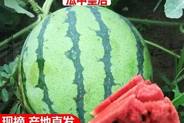 种西瓜需要什么肥料