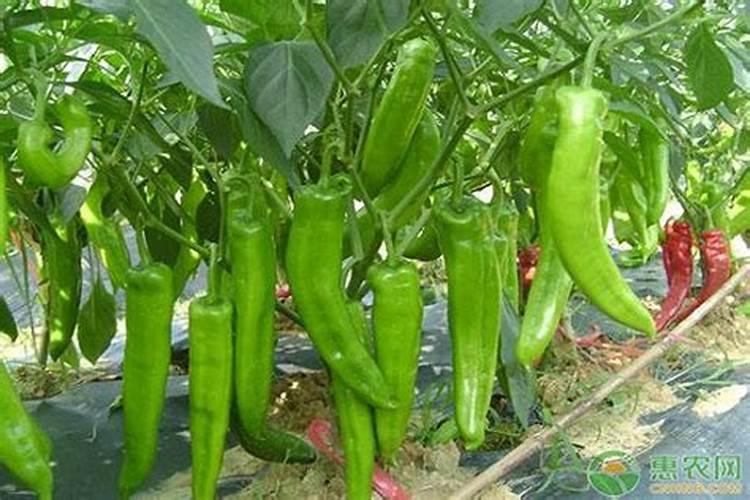 辣椒结果期几天喷一次叶面肥？