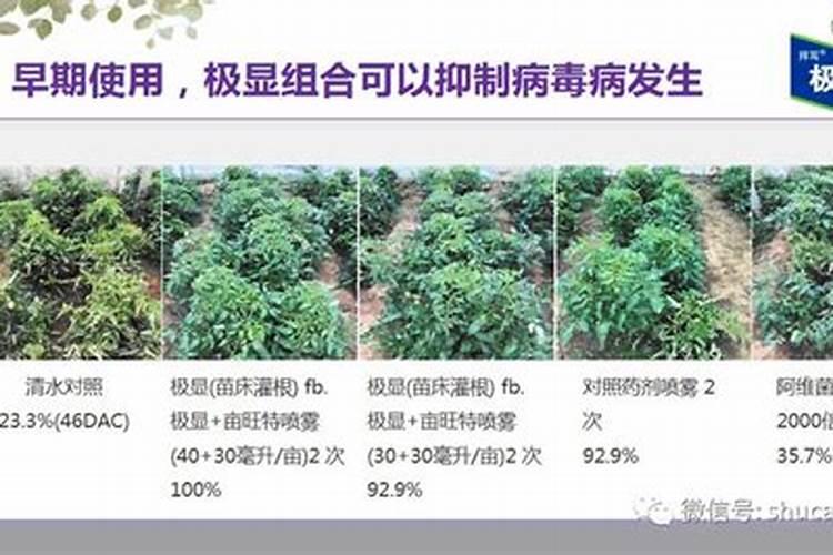 种植土豆的方法具体有哪些？