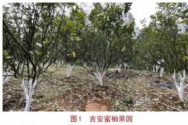 花生拌种方法是什么