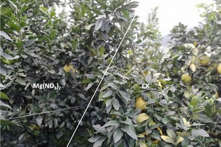 蜜柚的种植方法