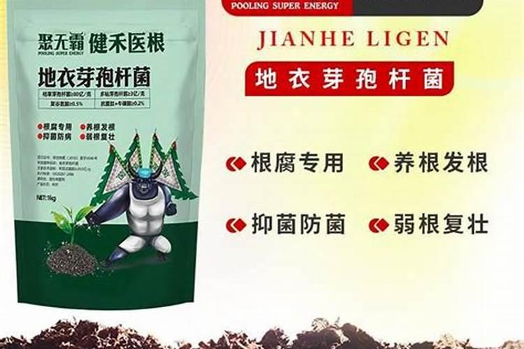 掰下的多肉叶片怎么种植 掰下的多肉叶片如何种植