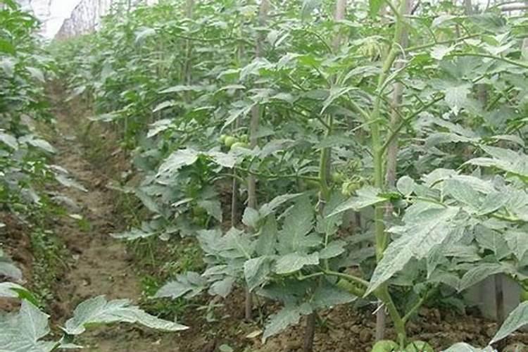 很多农民种植西红柿会施叶面肥,这么做有什么好处呢？