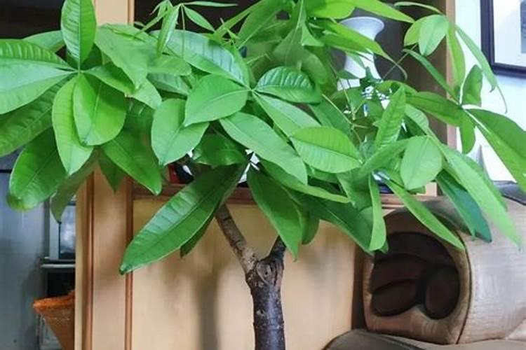 鸡蛋壳加醋做肥料