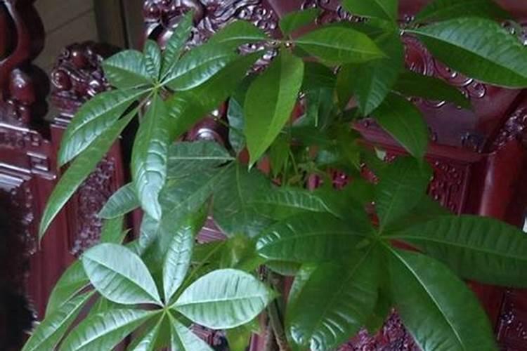 会稀出白色晶体的泥土怎么处理