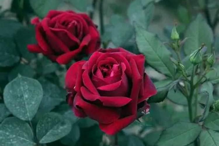 月季花如何追肥
